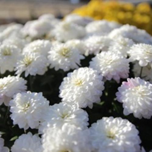 親愛会（水戸市）ケアステーション藤が原